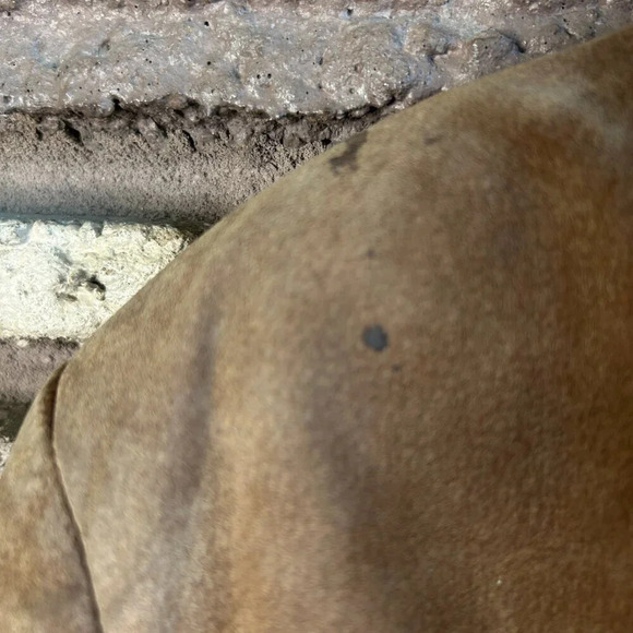 Porsha by Winer Vintage Men’s Suede Bomber Jacket - Distressed Size 44R - Picture 6 of 13